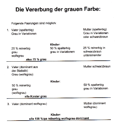 Folie 6: Vererbung der grauen Farbe